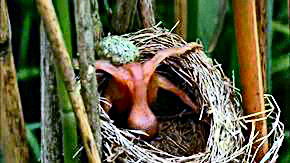 Птенец кукушки, выбрасывающий яйцо из гнезда